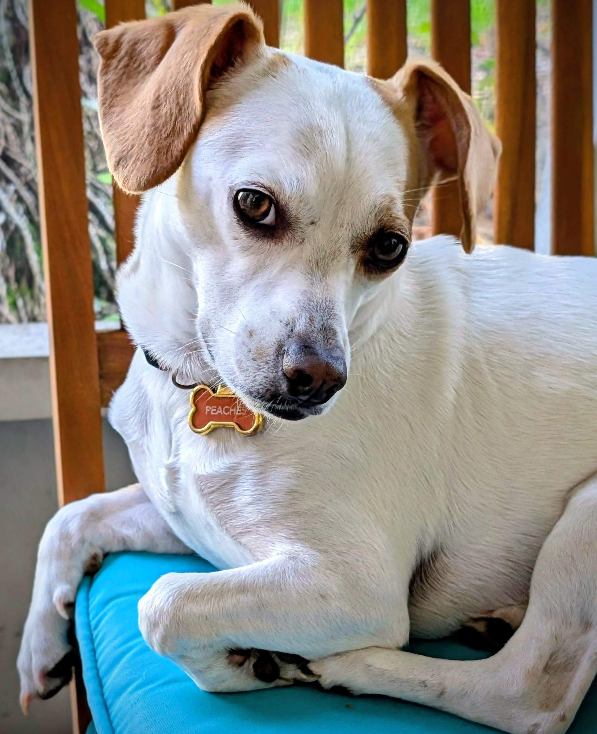 flowsmiths.io lets you spend more time with your best friend. Mine is Peaches a well balanced Jack Russell